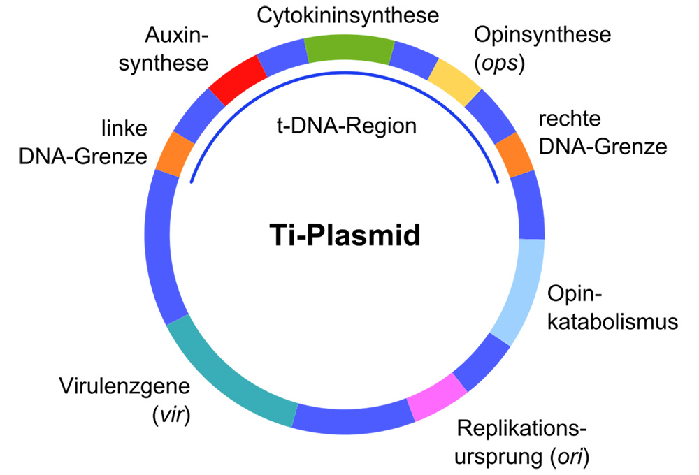 ti-plasmid.jpg