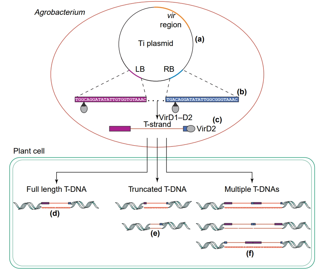 T-DNA.png