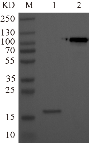 Recombinant CROL1 (His tag) Western-Blot