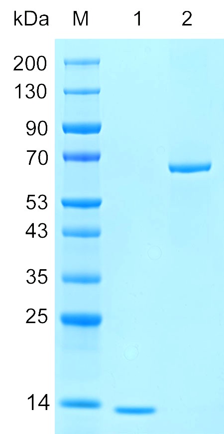 重组人MED11蛋白