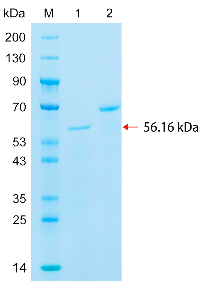 重组人CP46A蛋白