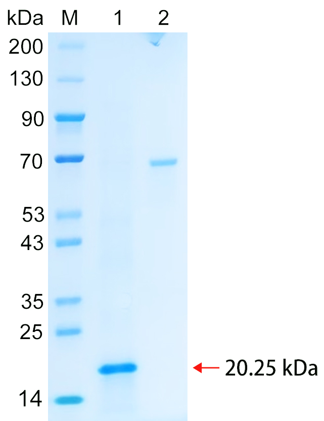 重组人IL10蛋白