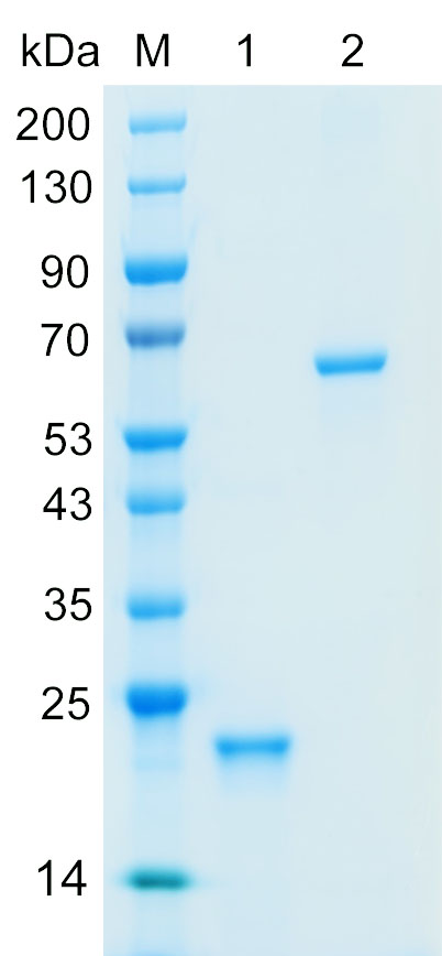 重组人A1AG2蛋白