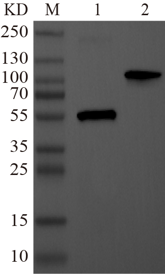 Recombinant FKRP protein (His tag) Western Blot